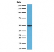 FOXA1 Antibody HeLa Cell WB. Western blot analysis of human HeLa cell lysate using FOXA1 Antibody (clone FHBA1-1) demonstrates a distinct band at approximately 49 kDa, consistent with the predicted molecular weight of FOXA1. FOXA1 is a forkhead family transcription factor and pioneer regulator that facilitates chromatin accessibility and controls developmental gene expression programs involved in organogenesis, epithelial differentiation, and tissue-specific cellular identity. Detection of the expected molecular weight band supports expression of FOXA1 and its role as a developmental transcription factor that coordinates lineage-specific transcriptional networks and differentiated cellular phenotypes.
