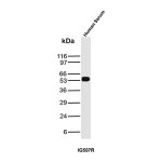 Human IgG Antibody IG507R Human Serum WB. Western blot analysis was performed using Human IgG Antibody IG507R on human serum lysate. A distinct immunoreactive band is detected at approximately 50-55 kDa, consistent with the expected molecular weight of the human IgG heavy chain. The blot exhibits a strong, specific signal with minimal background, supporting reliable detection of endogenous human IgG in serum samples. These results demonstrate that Human IgG Antibody IG507R is suitable for Western blot detection of human IgG in serum.