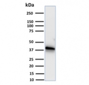 Western blot testing of human A549 cell lysate with Annexin A1 antibody. Expected molecular weight ~38 kDa.