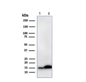 LGALS1 Antibody JEG-3 and K562 WB. Western blot analysis of 1) human JEG-3 and 2) human K562 cell lysates using recombinant LGALS1 antibody (clone GAL1/2499R). A prominent immunoreactive band is detected at approximately 14 kDa in both cell lines, consistent with the expected molecular weight of LGALS1. LGALS1 is a beta-galactoside-binding lectin involved in glycan-mediated signaling, immune regulation, cell adhesion, angiogenesis, and tumor microenvironment remodeling. The strong and specific detection of endogenous LGALS1 in multiple human cell lines demonstrates the utility of recombinant clone GAL1/2499R for western blot applications. Predicted molecular weight: ~14 kDa.