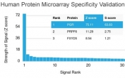 Progesterone Receptor Antibody - Protein Microarray Validated specificity analysis using HuProt protein microarray. HuProt(TM) microarray containing more than 19,000 full-length human proteins was probed with Progesterone Receptor Antibody - Protein Microarray Validated (clone PGR/2694). The antibody shows the strongest signal for the intended target Progesterone receptor (PGR), demonstrating high target specificity compared with other proteins on the array. Z-score values represent the signal strength produced when the antibody binds a protein on the HuProt(TM) array, expressed as standard deviations above the mean signal across the array. The S-score represents the difference between consecutive Z-scores when targets are ranked by signal intensity, providing a measure of relative antibody specificity for the intended target.