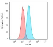 RAD51 Antibody K562 Cells FACS. Flow cytometric analysis of human K562 cells was performed using RAD51 antibody (clone RAD51/2702) followed by Goat anti-Mouse IgG-CF488 secondary antibody. RAD51, also known as RAD51 Recombinase, is a key mediator of homologous recombination and DNA double strand break repair that maintains genomic stability and coordinates cellular responses to DNA damage. Blue histogram: RAD51 antibody. Red histogram: isotype control. The marked rightward shift of the RAD51 antibody signal relative to the isotype control demonstrates specific detection of endogenous RAD51 in K562 cells. These results support the utility of this antibody for flow cytometric studies of DNA repair pathways, genome maintenance, and cellular responses to genotoxic stress.