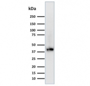BMI1 Antibody 293T Cell WB. Western blot testing of human 293T lysate with BMI1 antibody (clone BMI1/2689). Expected molecular weight: 37-43 kDa.