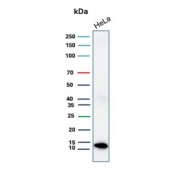 Western blot testing of human HeLa cell lysate with S100A4 antibody. Predicted molecular weight ~12 kDa.