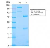 SDS-PAGE analysis of purified, BSA-free recombinant TLE1/Transducin-Like Enhancer Protein 1 antibody (clone TLE1/2946R) as confirmation of integrity and purity.