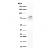MCM7 Antibody MCF7 Cell WB. Western blot testing of human MCF7 cell lysate with recombinant MCM7 antibody (clone MMCC7-1R). Expected molecular weight: 80~90 kDa.