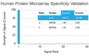 CD5 Antibody Clone CD5/2418. Protein microarray specificity analysis using a HuProt microarray containing more than 19,000 full-length human proteins demonstrates highly selective binding of the CD5/2418 monoclonal antibody to CD5. CD5 is identified as the top-ranked target with strong signal intensity (Z-score ~108.52) and clear separation from the next highest signals (S-score ~106.98), while all other proteins show minimal background binding. The Z-score reflects signal strength relative to the array mean, and the S-score represents the separation between the intended target and the next ranked protein, indicating relative specificity. These results support the high specificity profile of the CD5/2418 antibody for its intended target in proteome-scale screening.