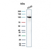 MVP Antibody WB. Western blot analysis of Major Vault Protein (MVP / LRP) expression in human A549 cell lysate using clone VP2897R rabbit monoclonal antibody. A single prominent band is detected at approximately 104-110 kDa, consistent with the predicted molecular weight of Major vault protein. The clean band pattern supports specific detection of MVP as a core structural component of vault complexes, aligning with its role in cytoplasmic ribonucleoprotein assembly and intracellular organization.