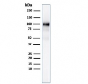 Western blot testing of human pancreas lysate with recombinant rabbit monoclonal GP2 antibody (clone GP2/3134R).