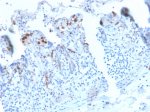DC-SIGN Antibody C209/2749R in Human Small Intestine IHC. Immunohistochemistry testing of recombinant clone C209/2749R in FFPE human small intestine tissue. HIER was performed by boiling tissue sections in 10 mM Tris with 1 mM EDTA, pH 9, for 10-20 min followed by cooling at RT for 20 min. Distinct immunoreactivity is observed in scattered cells within the intestinal mucosa, while the secondary-only control inset shows minimal background staining.