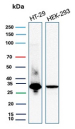 MTAP Antibody Cell Line Comparison WB. Western blot analysis of MTAP expression in HT-29 and HEK293 cell lysates using MTAP antibody clone MTAP/3137R. A band is detected at approximately 30-35 kDa, consistent with MTAP expression in epithelial-derived cell lines.