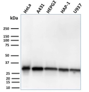MTAP Antibody Cell Line WB. Western blot analysis of MTAP expression in HeLa, A431, HepG2, HAP-1, and U937 cell lysates using MTAP antibody clone MTAP/3137R. A band is detected at approximately 30-35 kDa across multiple cell lines, consistent with the predicted molecular weight of MTAP.