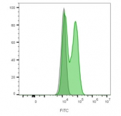 CD56 Antibody for FACS (clone NCAM1/2217R). Flow cytometry analysis of lymphocyte-gated human PBM cells demonstrates a clear rightward fluorescence shift in cells stained with CD56 antibody (green) compared with unstained cells (gray). The increased FITC signal corresponds to detection of Neural cell adhesion molecule 1 (NCAM1), also known as CD56, a cell surface marker expressed on natural killer cells and subsets of activated T lymphocytes. The distinct separation between stained and unstained populations indicates specific labeling of CD56-positive lymphocytes and supports the use of this antibody for flow cytometry identification and characterization of NCAM1-expressing immune cell populations.