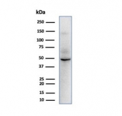 SOX9 Antibody Human HepG2 WB. Western blot analysis of human HepG2 hepatocellular carcinoma cell lysate using SOX9 Antibody for WB. Mouse monoclonal antibody clone SOX9/2398 detects a band at approximately 48-50 kDa, slightly lower than the predicted molecular weight of SOX9 (56-65 kDa). SOX9 is a nuclear transcription factor involved in differentiation and cancer-associated signaling, and its detection in HepG2 cells supports expression in hepatic tumor models. The lower apparent molecular weight may reflect protein processing, isoform variation, or differences in electrophoretic migration.