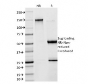 SDS-PAGE analysis of purified, BSA-free SOX9/Transcription factor SOX-9 antibody (clone SOX9/2398) as confirmation of integrity and purity.