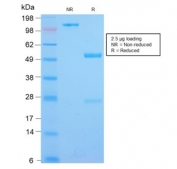 SDS-PAGE analysis of purified, BSA-free IL3RA/CD123 antibody (clone CDLA123-1R) as confirmation of integrity and purity.