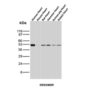Desmin Antibody Multi-Species Heart WB. Western blot analysis of Desmin expression across heart tissue lysates from multiple species using Desmin antibody clone DES/2960R. Lane 1: human heart lysate, Lane 2: mouse heart lysate, Lane 3: rat heart lysate, Lane 4: hamster heart lysate, Lane 5: guinea pig heart lysate, Lane 6: rabbit heart lysate. A band is detected at approximately 50-55 kDa in all samples, consistent with the predicted molecular weight of Desmin, a muscle-specific intermediate filament protein.
