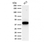 AMACR Antibody PC-3 WB. Western blot analysis of human PC-3 cell lysate using clone AMACR/1864 demonstrates a strong band at approximately 40-43 kDa, consistent with the predicted molecular weight of Alpha-methylacyl-CoA racemase / AMACR. The observed signal supports expression of this carcinoma-associated metabolic enzyme in prostate cancer-derived cells, aligning with the established role of p504S as a prostate adenocarcinoma marker.
