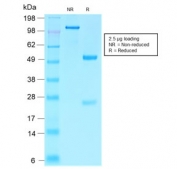 SDS-PAGE analysis of purified, BSA-free Villin Antibody / Epithelial Polarity Marker Antibody (clone VIL1/2310R) as confirmation of integrity and purity.