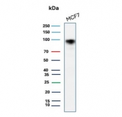 CD44 Antibody Human MCF7 Cell Line WB. Western blot analysis of CD44 / CD44 antigen expression in human MCF7 cell lysate using recombinant rabbit monoclonal antibody clone HCAM/2875R. A band is detected at approximately 80-95 kDa, consistent with the predicted molecular weight of CD44. CD44 is heavily glycosylated, and the observed band reflects glycosylation-dependent migration of the extracellular domain.