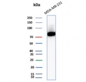 CD44 Antibody Human Breast Cancer Cell WB. Western blot analysis of CD44 / CD44 antigen expression in human MDA-MB-231 cell lysate using recombinant rabbit monoclonal antibody clone HCAM/2875R. A strong band is detected at approximately 75-90 kDa, with band intensity reflecting high CD44 expression in this cell line and migration influenced by glycosylation state.