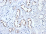 FOLH1 Antibody Rat Kidney IHC. Immunohistochemistry analysis of FFPE rat kidney tissue stained with FOLH1 Antibody / Prostate Cancer and PSMA Marker. Renal tubular epithelial cells demonstrate apical membranous HRP-DAB brown staining consistent with expression of Folate hydrolase 1 / FOLH1, also known as Prostate-specific membrane antigen / PSMA, a membrane-associated metallopeptidase involved in folate metabolism and epithelial transport-associated signaling pathways. Required HIER: boil tissue sections in pH 9 10mM Tris with 1mM EDTA for 10-20 min and allow to cool before testing.