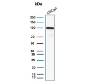 FOLH1 Antibody LNCaP WB. Western blot analysis of human LNCaP cell lysate using FOLH1 antibody. A strong band is detected at approximately 100 kDa, consistent with the predicted molecular weight of Folate hydrolase 1 / FOLH1, also known as Prostate-specific membrane antigen / PSMA. The observed signal is consistent with established FOLH1 expression in prostate-derived cell models and supports its role as a membrane-associated enzyme involved in folate metabolism and prostate cancer-associated signaling pathways.