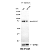 MCM7 Antibody Knockdown Validation WB. Western blot analysis of MCM7 / Minichromosome maintenance protein 7 expression in wild-type (WT) and MCM7 shRNA knockdown HT-1080 cells using MCM7 antibody clone MCM7/2832R. Lane 1: WT lysate, Lane 2: shRNA knockdown lysate. A band is detected at approximately 75-80 kDa in WT cells and is reduced in knockdown cells, supporting target-specific detection. GAPDH is shown as a loading control.