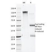SDS-PAGE analysis of purified, BSA-free Annexin A1 antibody (clone 5E4/1) as confirmation of integrity and purity.