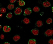 ICOS Ligand Antibody IF. Immunofluorescence staining of human U937 cells with ICOS Ligand antibody (green, clone ISLG-1) and Reddot nuclear stain (red).