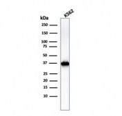 Western blot testing of human K562 cell lysate with Nucleophosmin antibody (clone NPM1/3286). Expected molecular weight ~38 kDa.
