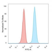 HER2 Antibody MCF7 FACS. Flow cytometry analysis of PFA-fixed human MCF7 cells using HER2 Antibody demonstrates a clear rightward shift in fluorescence intensity compared to isotype control, indicating cell surface expression of ErbB2 / HER2, consistent with its role as a receptor tyrosine kinase involved in epithelial cell signaling.