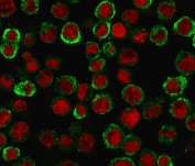 Immunofluorescence staining of MeOH-fixed human HEK293 cells with CD137/4-1BB antibody (green, clone 4-1BB/3201) and Reddot nuclear stain (red).