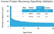 Analysis of HuProt(TM) microarray containing more than 19,000 full-length human proteins using Cytokeratin 5 antibody (clone KRT5/3594). These results demonstrate the foremost specificity of the KRT5/3594 mAb. Z- and S- score: The Z-score represents the strength of a signal that an antibody (in combination with a fluorescently-tagged anti-IgG secondary Ab) produces when binding to a particular protein on the HuProt(TM) array. Z-scores are described in units of standard deviations (SD's) above the mean value of all signals generated on that array. If the targets on the HuProt(TM) are arranged in descending order of the Z-score, the S-score is the difference (also in units of SD's) between the Z-scores. The S-score therefore represents the relative target specificity of an Ab to its intended target.