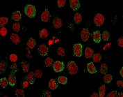 ICOSL Antibody U937 Cell IF. Immunofluorescence staining of human U937 cells using clone ICOSL/3111 (green) and Reddot nuclear counterstain (red). Inducible T-cell costimulator ligand / ICOSLG displays predominantly membranous and cytoplasmic fluorescence consistent with its role as a B7 family immune checkpoint ligand involved in antigen-presenting cell communication and adaptive T-cell costimulation signaling pathways.