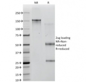 SDS-PAGE analysis of purified, BSA-free ICOSLG / ICOSL antibody (clone ICOSL/3111) as confirmation of integrity and purity.