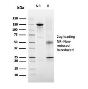 SDS-PAGE analysis of purified, BSA-free TIGIT antibody (clone TIGIT/3016) as confirmation of integrity and purity.