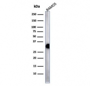 Western blot testing of human Ramos lysate with Pan-HLA antibody (clone HLA-Pan/2967R). Expected molecular weight: 33-35 kDa.