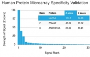 Napsin A Antibody Protein Microarray Validation. Analysis of Napsin A (NAPSA) specificity using a human protein microarray containing more than 19,000 full-length human proteins demonstrates strong and selective binding of clone NAPSA/3308 to its intended target, with NAPSA ranked as the top hit by signal intensity. The Z-score reflects binding strength relative to the array-wide mean signal, expressed as standard deviations above background, while the S-score represents the difference between the top-ranked target and the next highest signal, indicating relative specificity. The high Z- and S-scores observed for NAPSA support selective target recognition with minimal cross-reactivity across a proteome-scale panel.