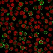 Immunofluorescence analysis of CD20 Antibody for IHC in human Raji cells. CD20 antibody (clone MS4A1/3411) demonstrates distinct green membranous staining outlining the surface of CD20-positive B cells, consistent with MS4A1 localization at the plasma membrane, while nuclei are counterstained red with Reddot. The staining pattern highlights strong cell surface expression with minimal cytoplasmic background, supporting specific detection of CD20 in this B-cell derived line.