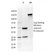 SDS-PAGE analysis of purified, BSA-free ATG5 antibody (clone ATG5/2492) as confirmation of integrity and purity.