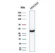CKB Antibody for WB HEK293. Western blot testing of human HEK293 cell lysate with CKB antibody (clone CPTC-CKB-2). Predicted molecular weight ~43 kDa.