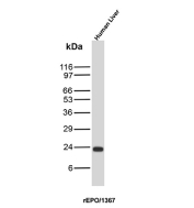 Erythropoietin Antibody Human Liver WB. Western blot analysis of human liver tissue lysate using Erythropoietin Antibody (clone rEPO/1367) detects a band at approximately 24 kDa, consistent with the predicted molecular weight of erythropoietin (EPO), a secreted glycoprotein hormone, supporting detection in human liver tissue.