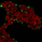 Cathepsin D Lysosomal Protease Antibody MCF7 Cell IF. Immunofluorescence analysis of permeabilized human MCF7 cells using Cathepsin D Antibody (clone CTSD/3276) shows punctate cytoplasmic green fluorescence consistent with CTSD localization in lysosomal compartments. The granular staining pattern reflects lysosomal protease distribution involved in intracellular protein processing and degradation. Reddot nuclear stain (red) highlights nuclei, providing contrast to the lysosome-associated CTSD signal.