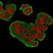 HER-4 Antibody Clone HFR-1 IF. Immunofluorescence of HER-4 antibody in human MCF7 cells. Permeabilized human MCF7 breast carcinoma cells were stained with the mouse monoclonal HER-4 antibody clone HFR-1 (green) and counterstained with Reddot nuclear stain (red). Fluorescent signal is observed predominantly along the cell membrane with additional cytoplasmic staining, consistent with Erb-B2 receptor tyrosine kinase 4 localization in epithelial tumor cells. Nuclei are clearly visualized in red, providing cellular context for HER4 expression patterns.
