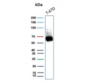 Estrogen Receptor alpha Antibody T-47D WB. Western blot analysis of human T-47D cell lysate using Estrogen Receptor alpha antibody detects a band at approximately 65-70 kDa, consistent with the predicted molecular weight of Estrogen receptor alpha (ESR1), a nuclear hormone receptor expressed in hormone-responsive breast cancer cells; detection was performed with clone ESR1/3559.