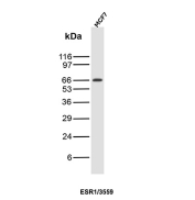 Estrogen Receptor alpha Antibody MCF7 WB. Western blot analysis of human MCF7 cell lysate using Estrogen Receptor alpha antibody (clone ESR1/3559) detects a band at approximately 65-70 kDa, consistent with the predicted molecular weight of Estrogen receptor alpha (ESR1), a ligand-activated nuclear receptor expressed in breast cancer cells.