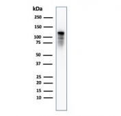 Drebrin 1 Antibody WB. Western blot testing of human PC3 cell lysate with Drebrin 1 antibody (clone DBN1/2879). Expected molecular weight: 70-120 kDa.