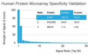 Estrogen Receptor beta Antibody Microarray Specificity Validation. Analysis of HuProt(TM) microarray containing more than 19,000 full-length human proteins using Estrogen Receptor beta antibody (clone ESR2/3207). These results demonstrate the foremost specificity of the ESR2/3207 mAb.<BR>Z- and S- score: The Z-score represents the strength of a signal that an antibody (in combination with a fluorescently-tagged anti-IgG secondary Ab) produces when binding to a particular protein on the HuProt(TM) array. Z-scores are described in units of standard deviations (SD's) above the mean value of all signals generated on that array. If the targets on the HuProt(TM) are arranged in descending order of the Z-score, the S-score is the difference (also in units of SD's) between the Z-scores. The S-score therefore represents the relative target specificity of an Ab to its intended target.