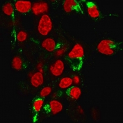 Albumin Antibody IF. Immunofluorescent staining of human HepG2 cells with Albumin antibody (clone ALB/2355, green) and Reddot nuclear stain (red).